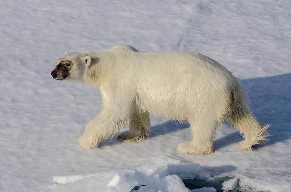 16 - Oso Polar - islas Svalbard - Noruega